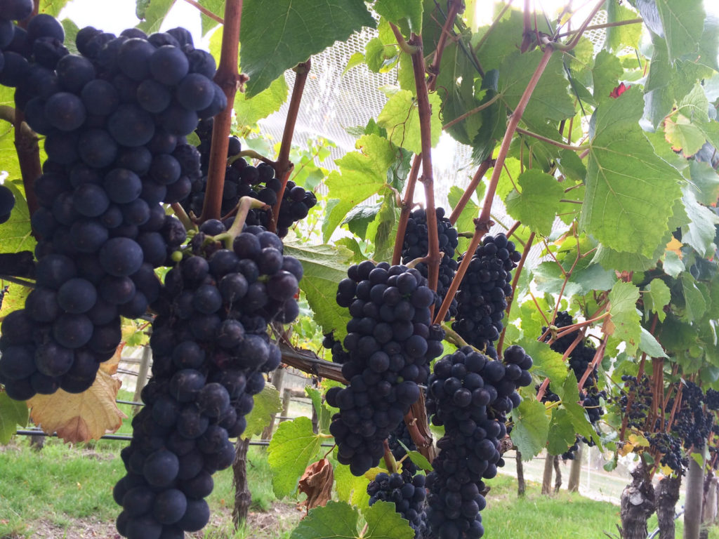 ワインはなぜブドウから造られるの ワイン発展のルーツを探る More Wine ワインで豊かなライフスタイルを
